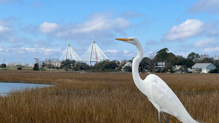 Charleston Watchtower Dec 2021.jpeg