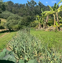 growing-herbs-the-alchemy-of-slow