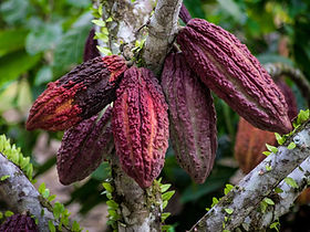 Cacao Morning Ritual