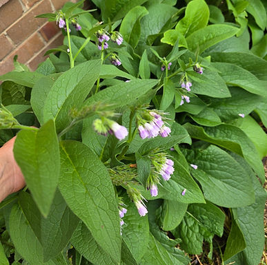 Understanding Comfrey and Arnica