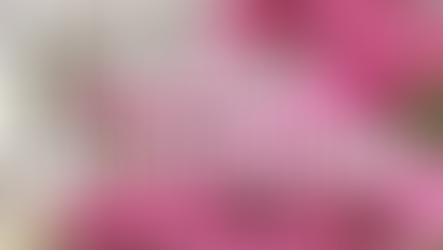 Rose Barni al Giardino dell’Orticultura di Firenze