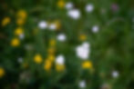 DSC_4515.jpg