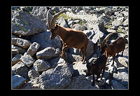 CHEVRES VALDOTAINES.JPG