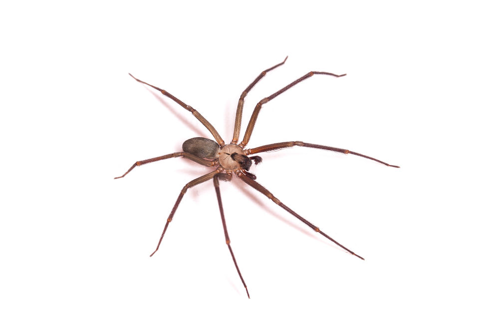 Spiders in Alaska The Brown Recluse