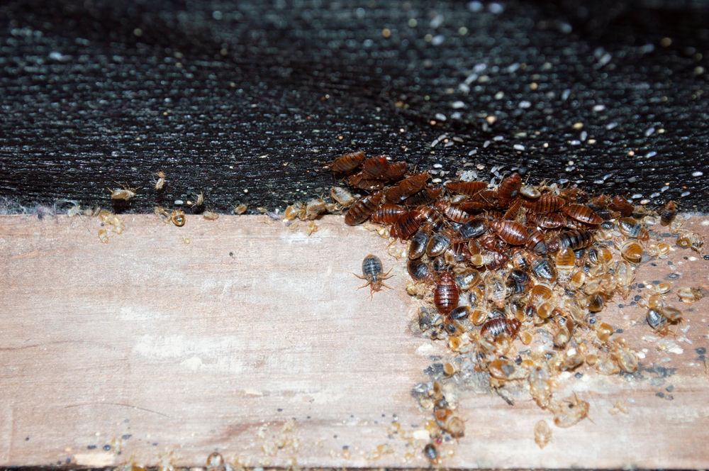 How Do I Know if I Have Bed Bugs?