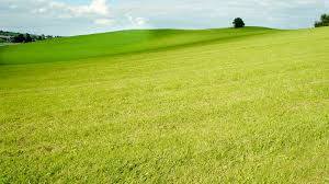 Is The Grass Really Greener On The Other Side?