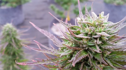 Citrus HeadKrusher Exclusive Strain by iDII™ i502 Cannabis™