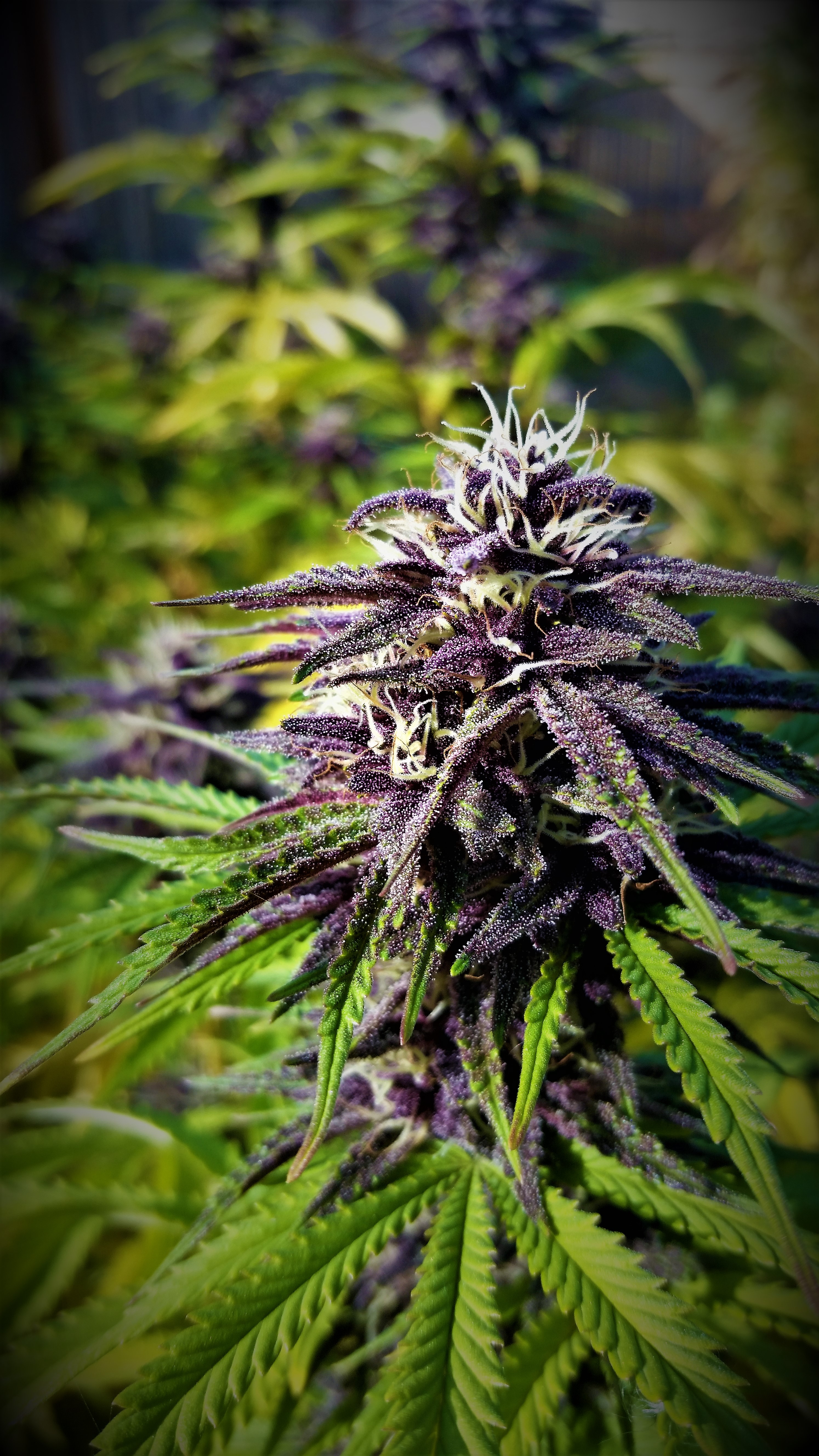 Double Purple Doja grown by_ iDII™ i502 Cannabis™