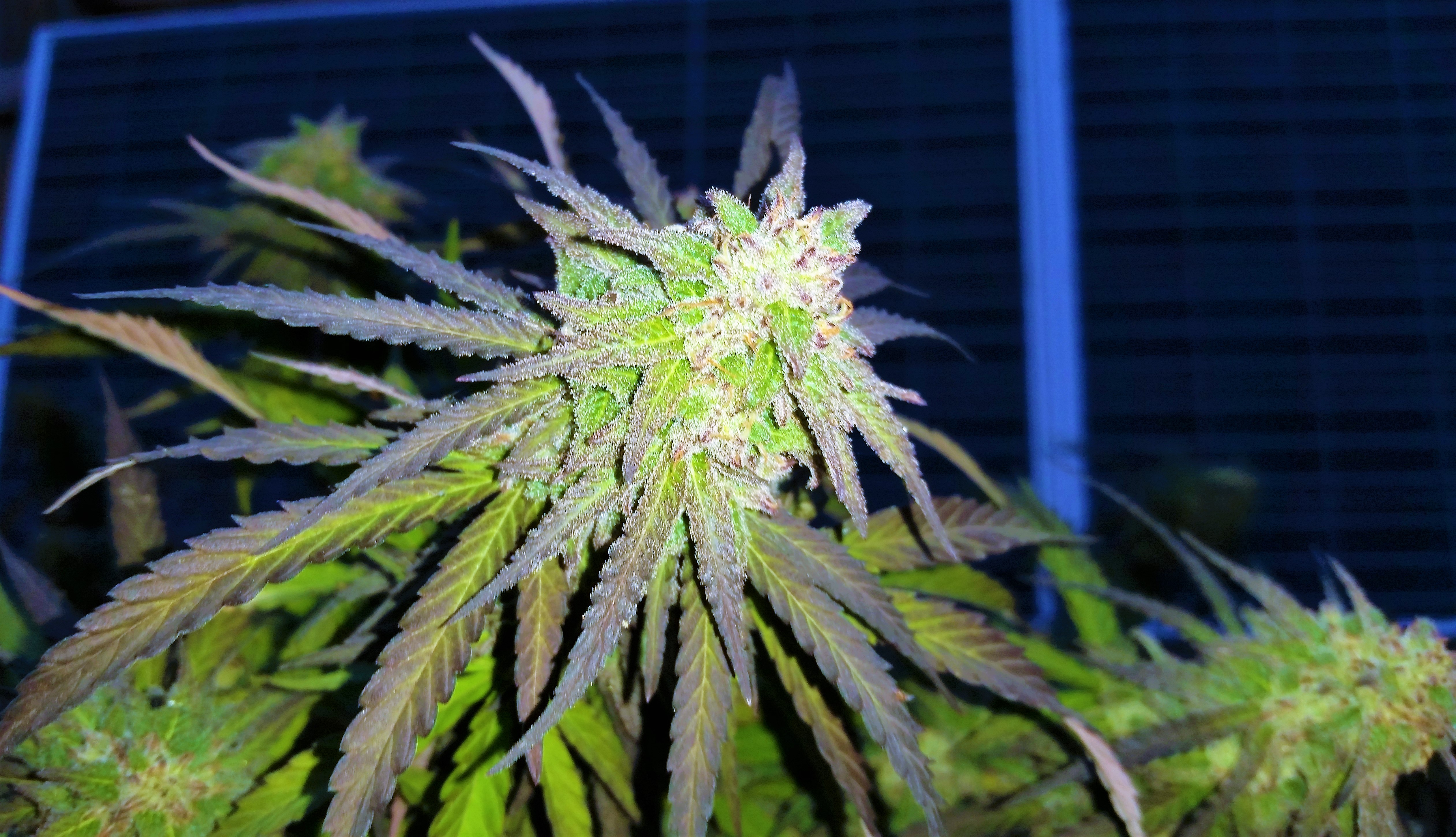 Alaskan Thunder Fuck ATF grown by_ i502 Cannabis™ The Natural Cannabis Brand™