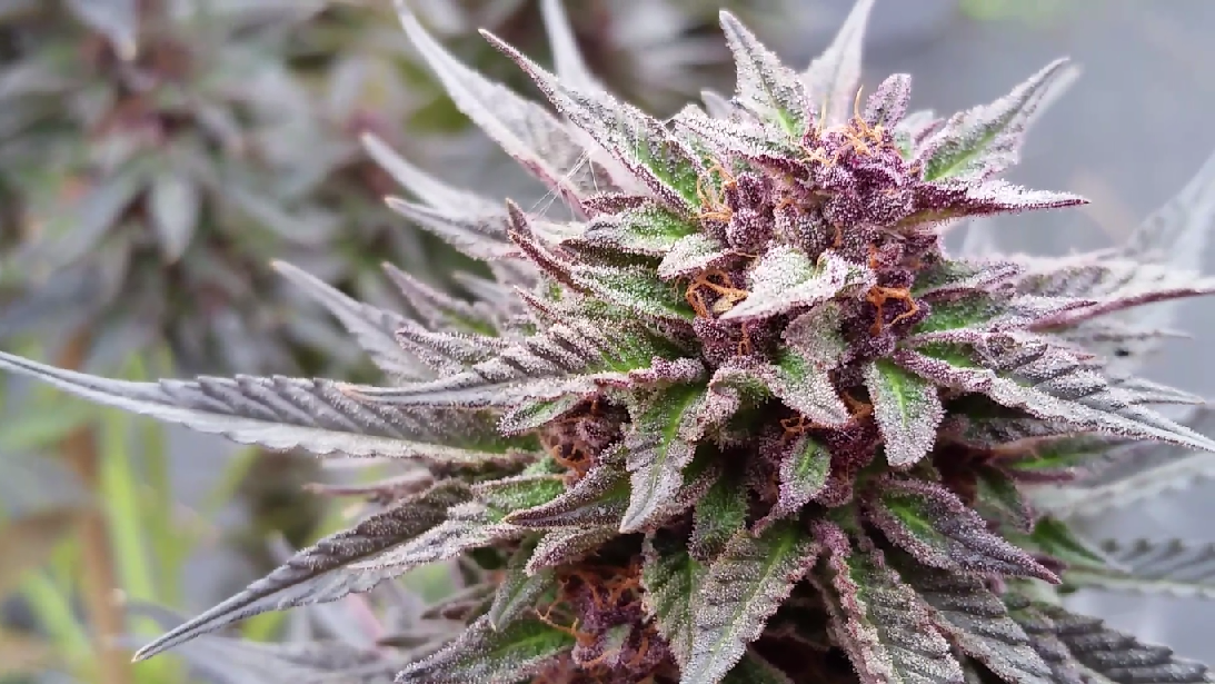 Purple Diesel NY by iDII™ i502 Cannabis™