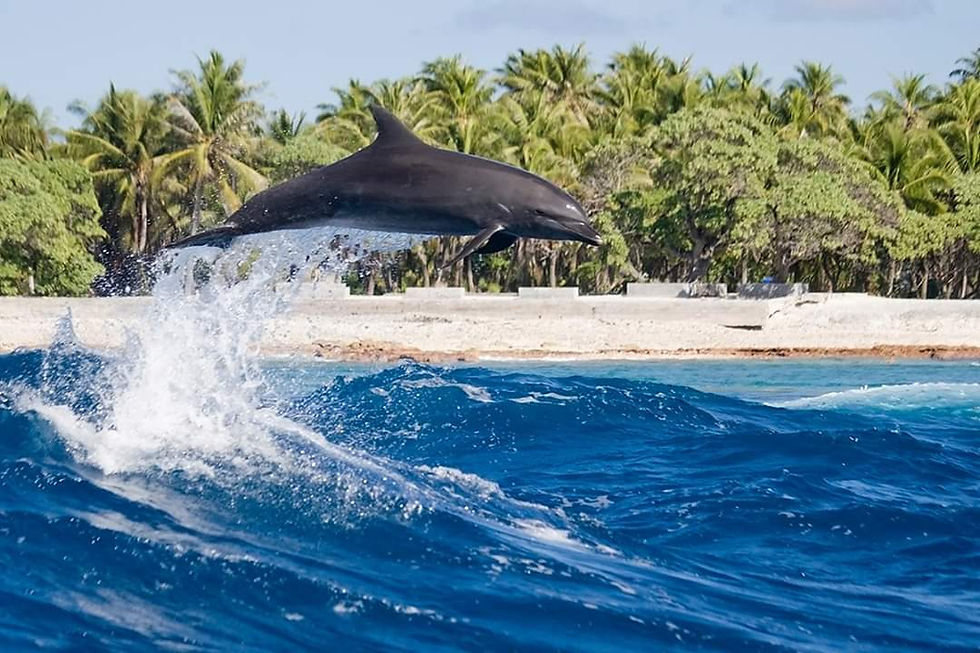 Le dauphin de Rangiroa