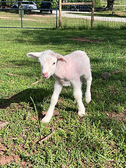 Michael "Lamborghini"