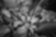 AF12_05089_T_FLAT_grao_F_CMYK_Ipsis.jpg
