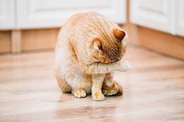 【Case Sharing】The Little Prince’s New View: Overcoming Severe Entropion