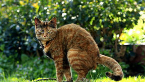 Cat constipation 