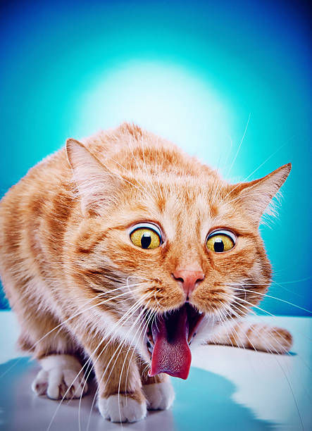 Chronic Vomiting in Cats