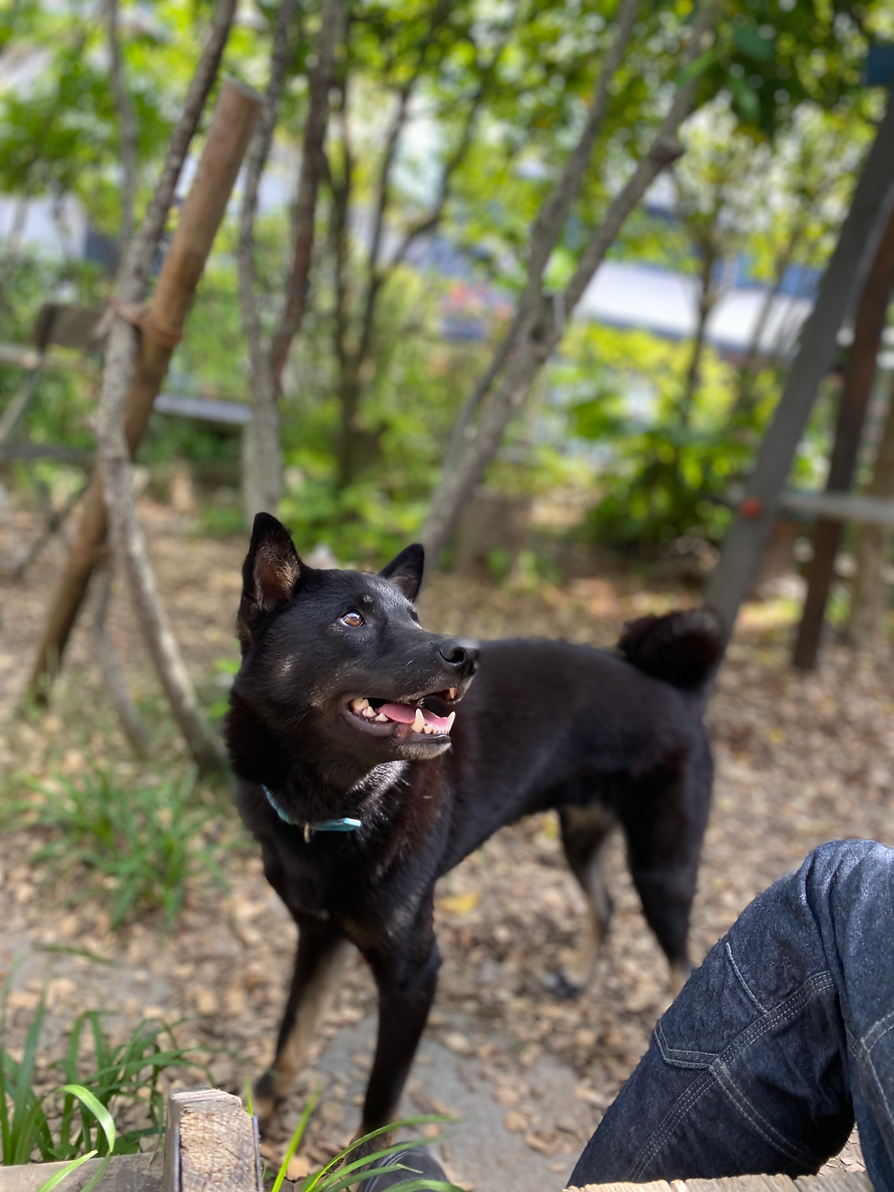 川西市ドッグガーデンで遊ぶ黒い犬