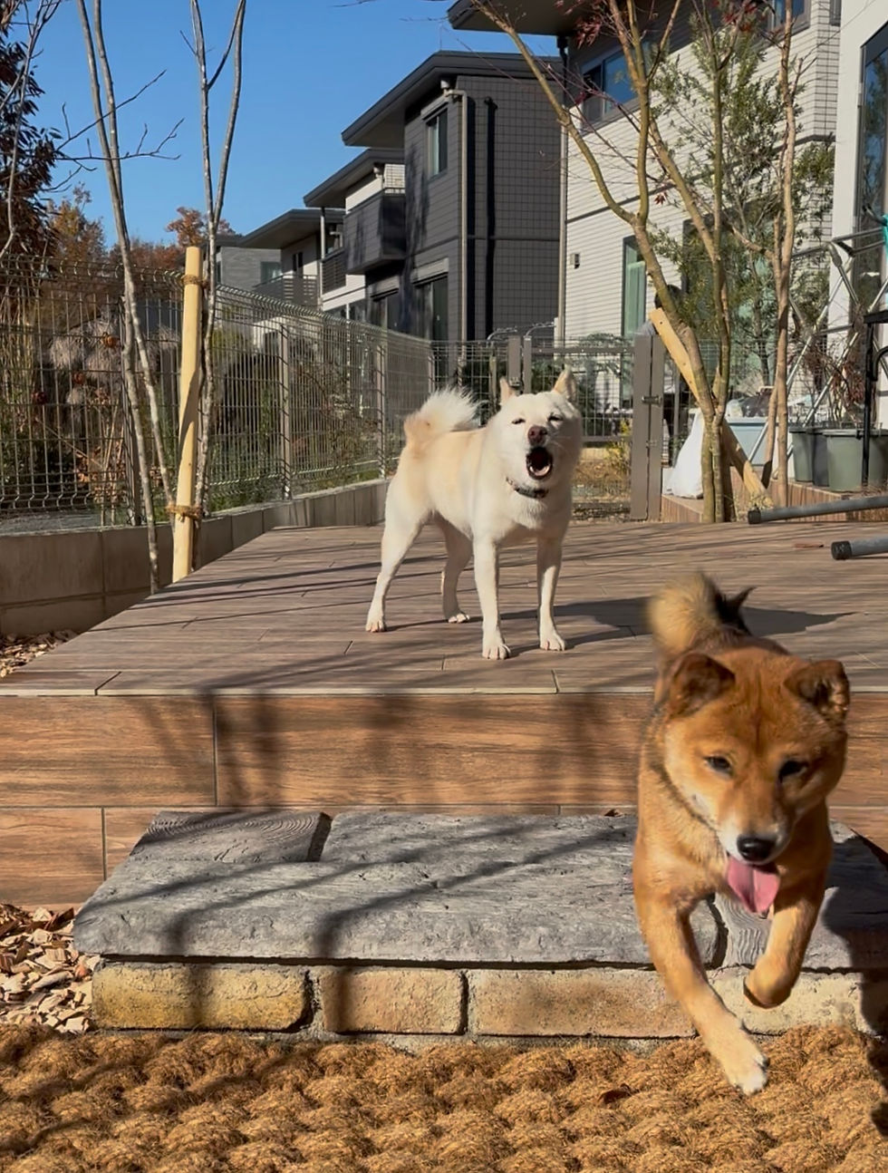 ドッグガーデンで遊ぶ2匹の犬、手前には走る柴犬