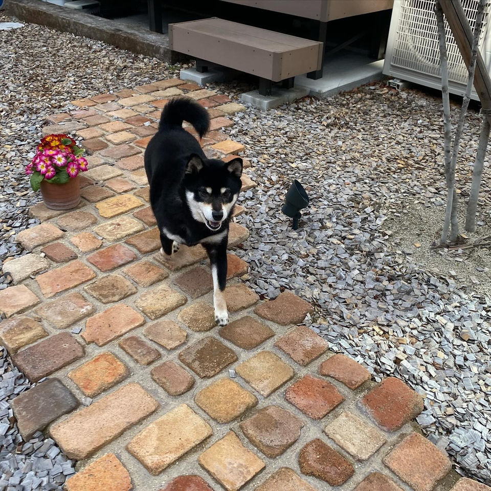 ドッグガーデン 犬の庭 ナチュラルドッグガーデン ペットと共生する庭 犬にやさしい庭 犬庭 犬 放し飼い