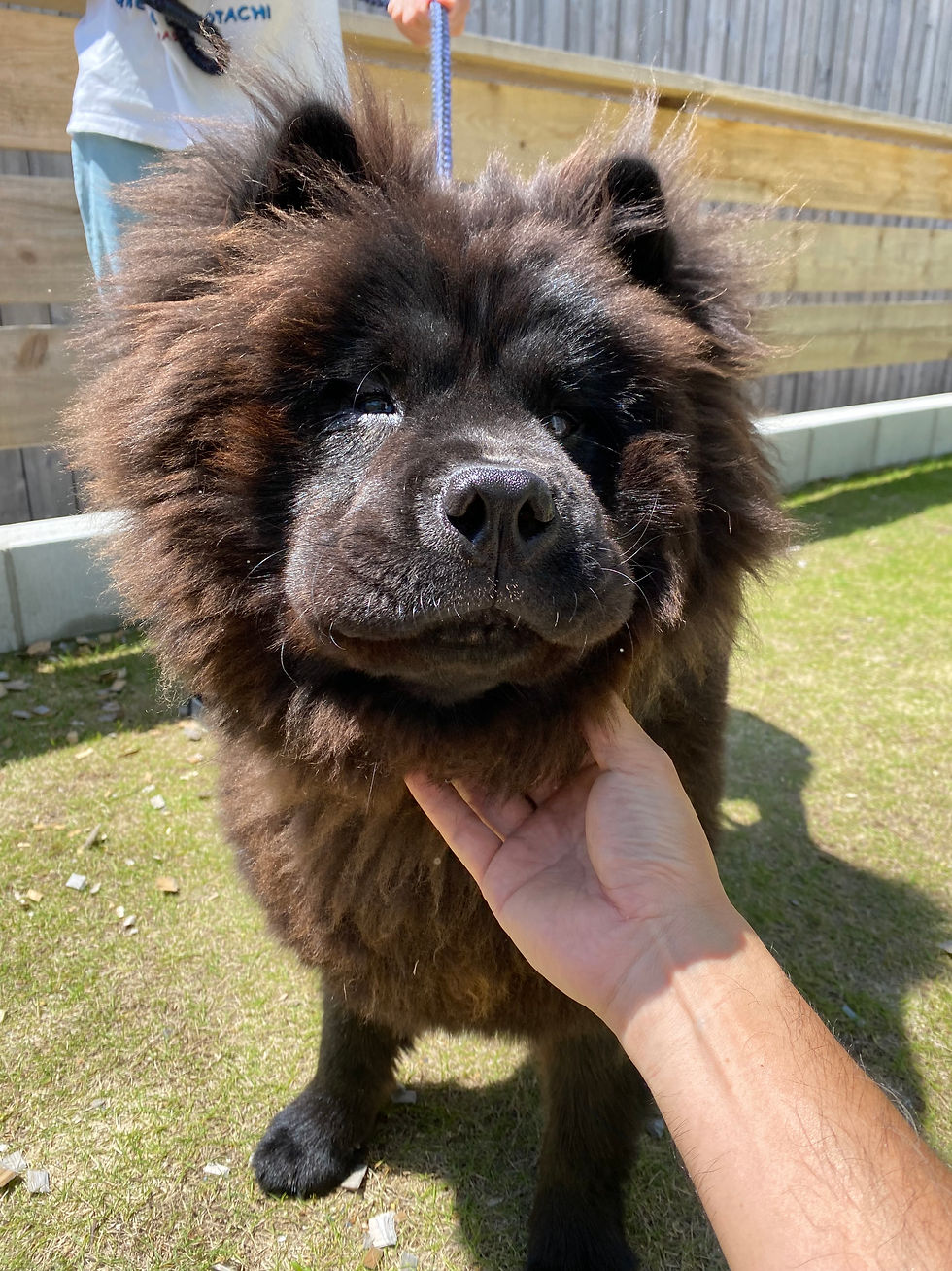 ドッグガーデンで手で撫でられる黒いチャウチャウ犬