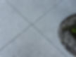 Close up tabby.jpg