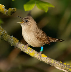 HOWR singing_02A4956-topaz-denoise