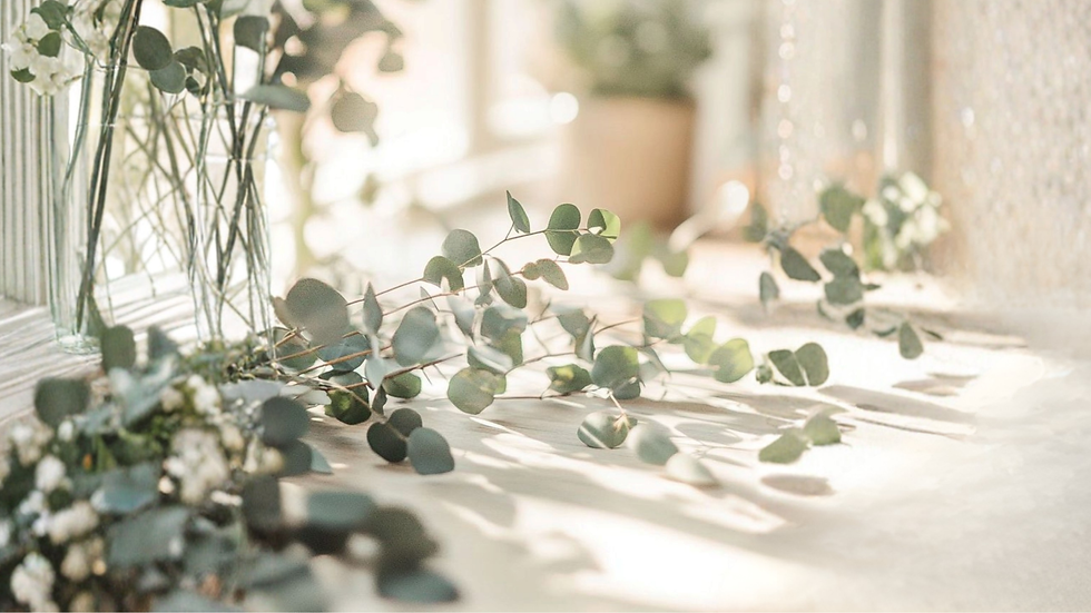 Aly - Banner - Eucalyptus.png