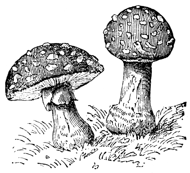 mushroom_7254_md.gif