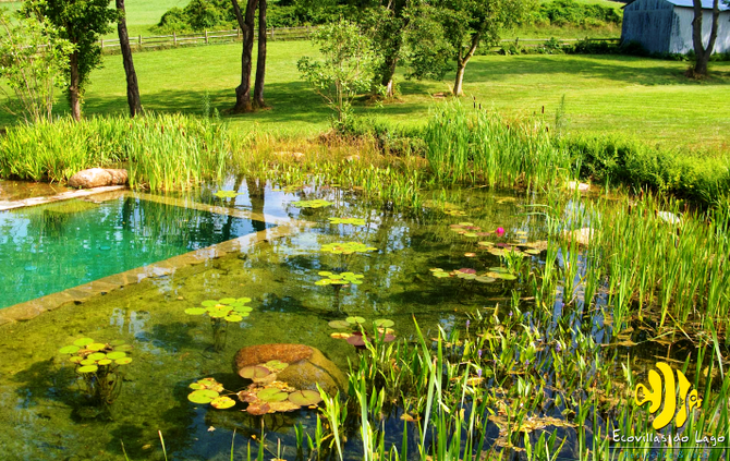 Piscina natural, como criar a sua.