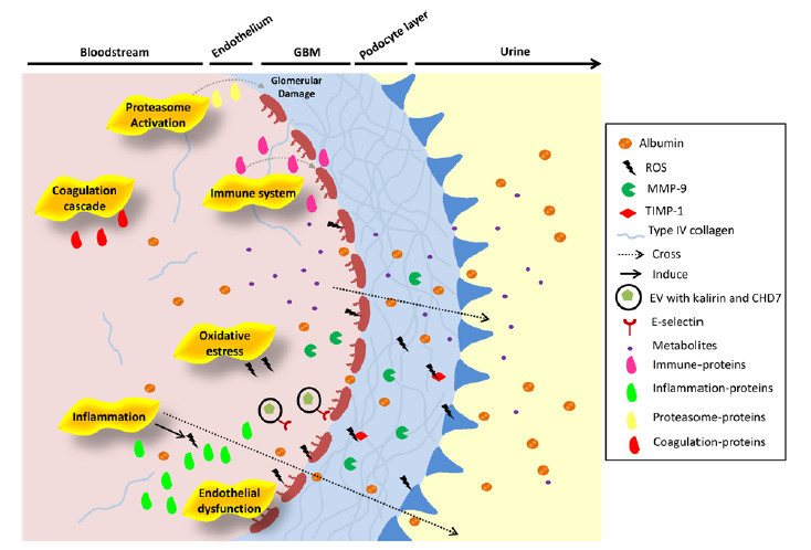 New review paper from Cardiorenal Translational Laboratory: de novo