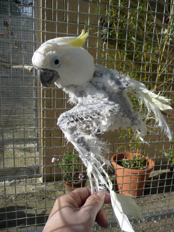 Cockatoo Sanctuary Kakatua Bulu Cockatoo Sanctuary Suffolk