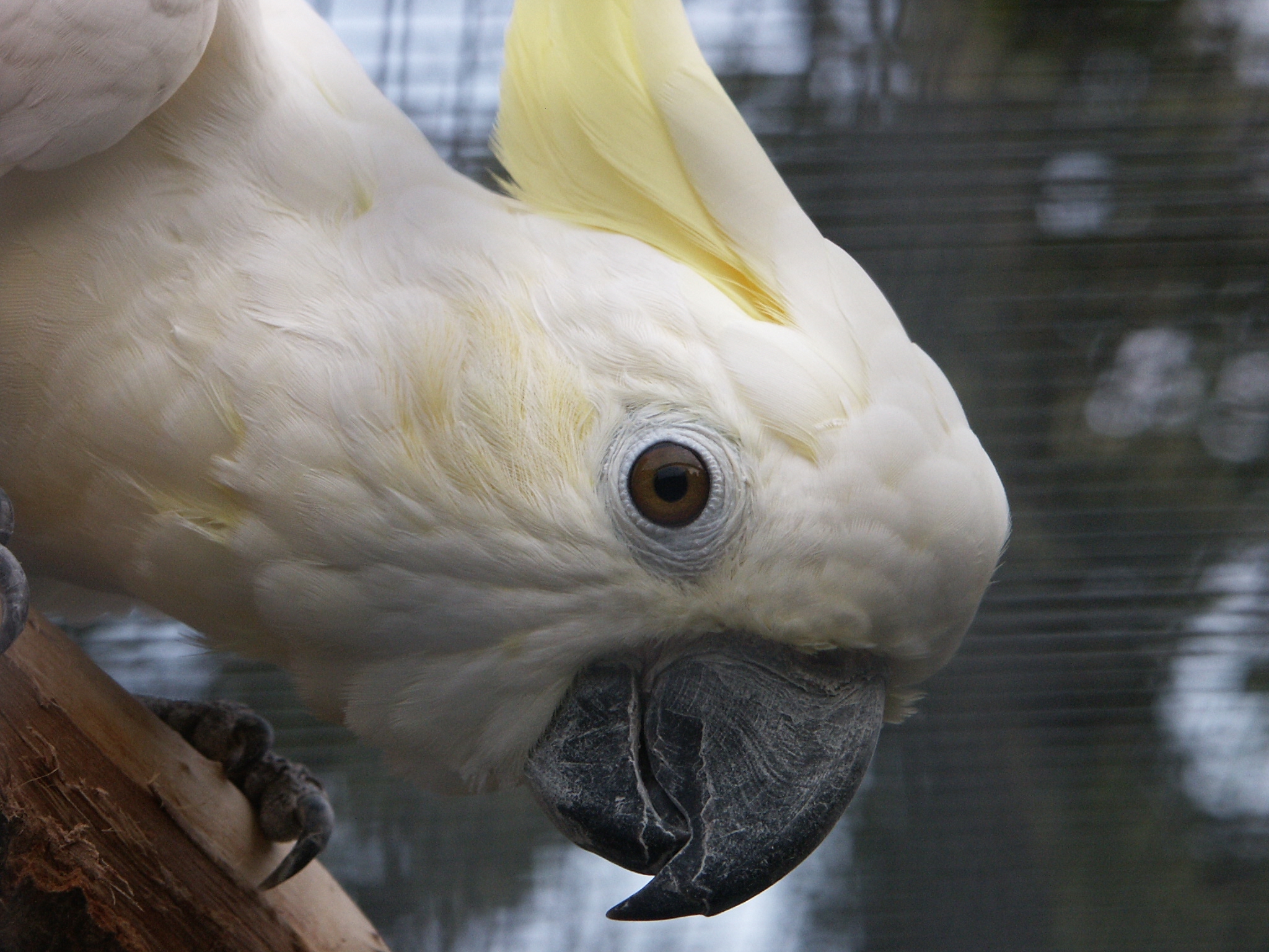 cockatoo sanctuary australia cockatoo sanctuary australia