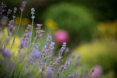 Natalia Radcliffe - Surrey Garden
