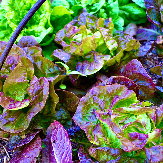 4 season letttuce.jpeg