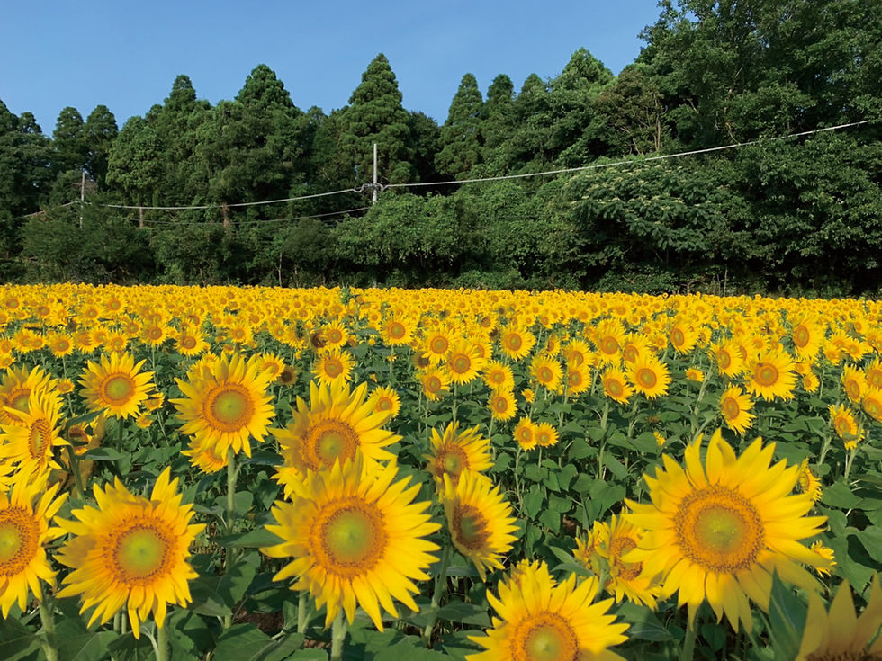 佐倉里山自然公園