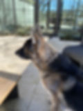 GUNNER