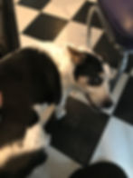 DOMINO