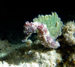 Longsnout Seahorse - Juvenile stage