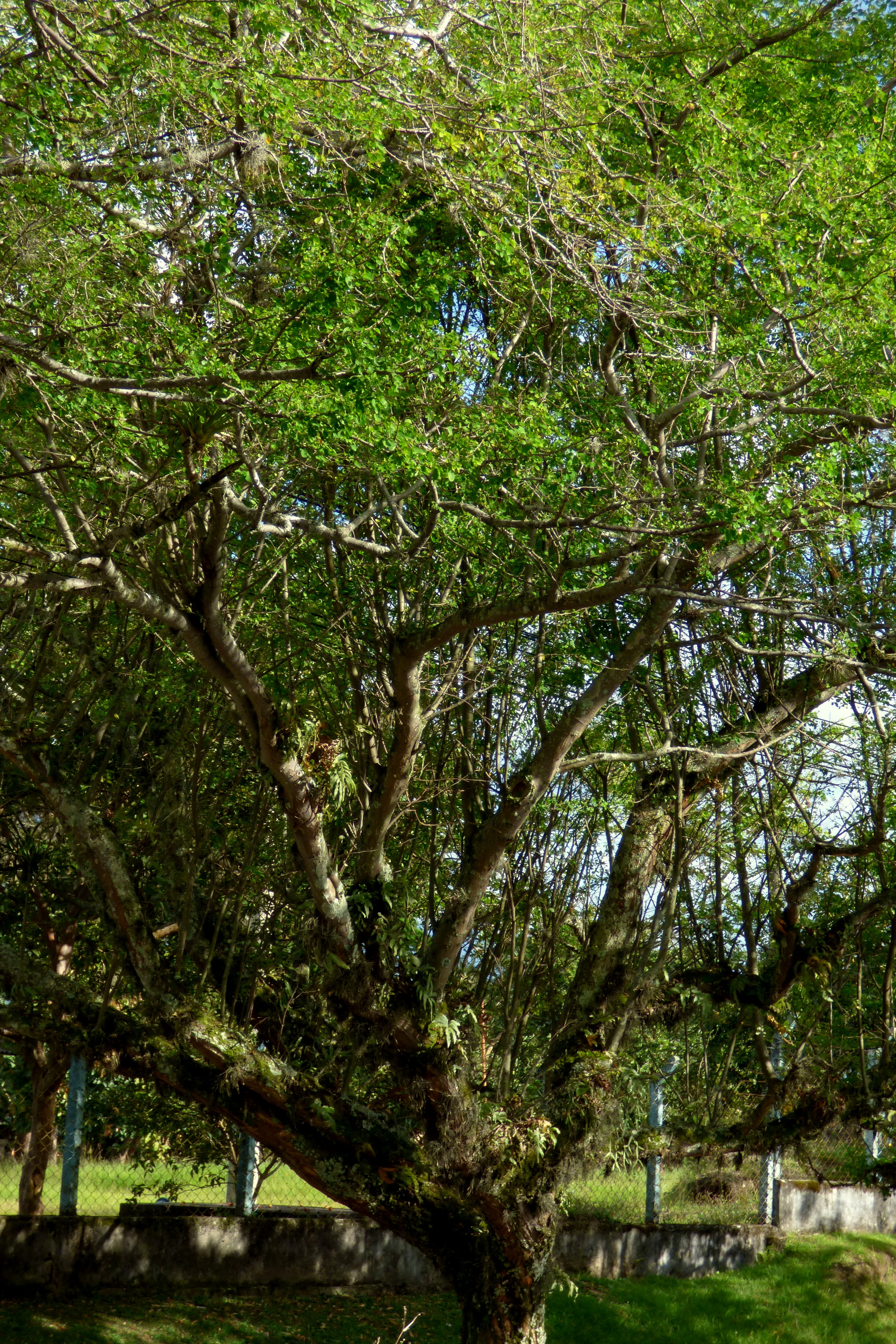 Pithecellobium dulce floradearmenia