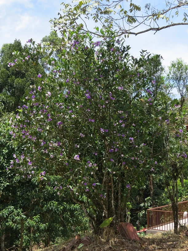 Brunfelsia Grandiflora Floradearmenia Fysarmonia, альбом i talenti del salento. brunfelsia grandiflora floradearmenia