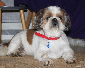 297347547_431079765733287_420761269566344740_n (1).jpg