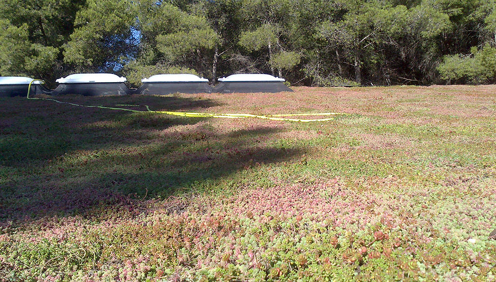 sedum en cubierta.jpg