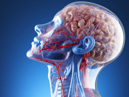 Nasal Lymphatic Network Crucial for Brain CSF Drainage