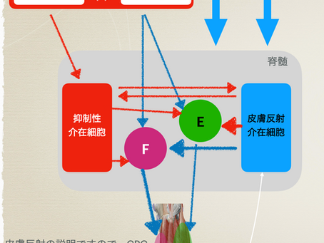 Reflex reversal-状況依存反射反転