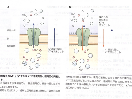 神経細胞死と早期リハビリテーション