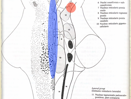 痙性と運動について考えてみました