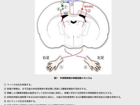 半球間抑制のメカニズム