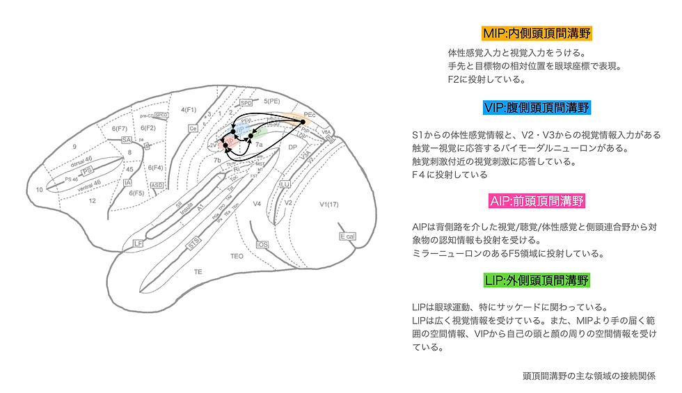 頭頂野の入出力構造 有國 富夫