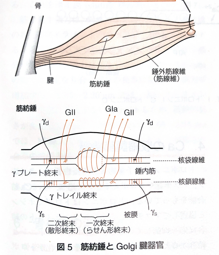 腱構造と機能: 腱 鍛え方 – DSJM