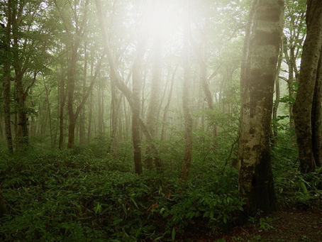 脳卒中急性期と長谷川式スケール